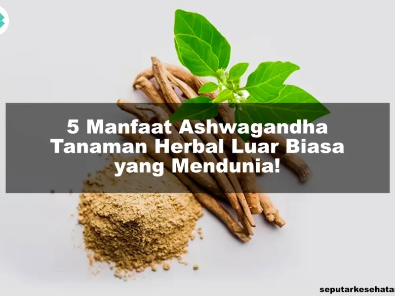 5 Manfaat Ashwagandha, Tanaman Herbal Luar Biasa yang Mendunia!